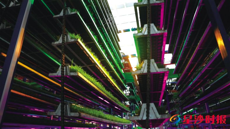 　　长沙县春华镇智能化育秧工厂呈现从基因育种到立体化自动育秧的现代化农业流程，科技感满满。　　春华镇供图