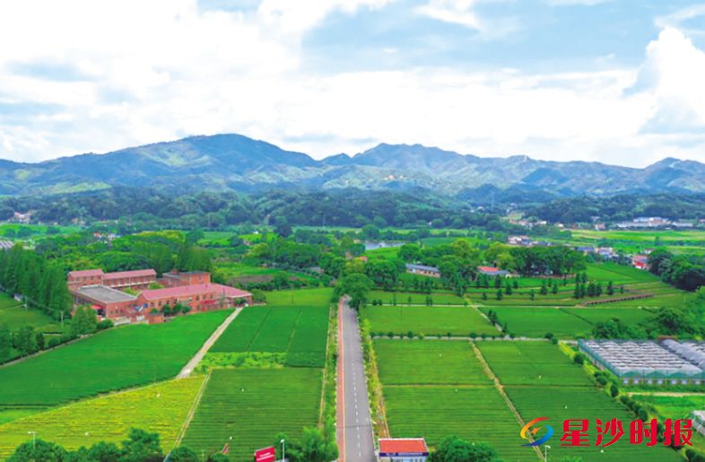 高桥镇依托农科优势,发展特色产业,一幅以科技为笔、产业为墨的乡村振兴画卷正在徐徐展开。高桥镇供图