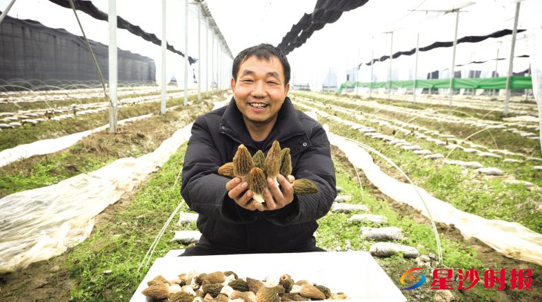 　　长沙县福临镇金牛村东牛农业有限公司的羊肚菌迎来成熟采摘期，今年预计羊肚菌总产量可达十万斤。福临镇供图