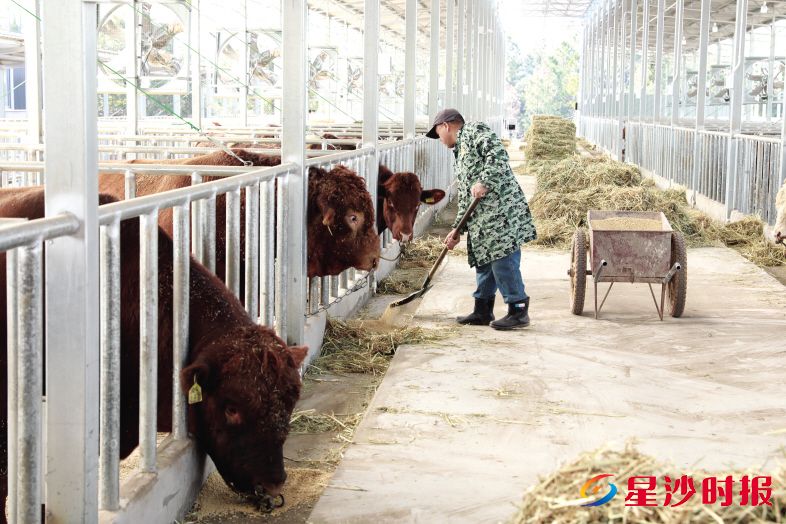 　　目前产业园内已有近100头优质种公牛，包括了利木赞、西门塔尔、红安格斯等国外优质品种。周汝洁 摄