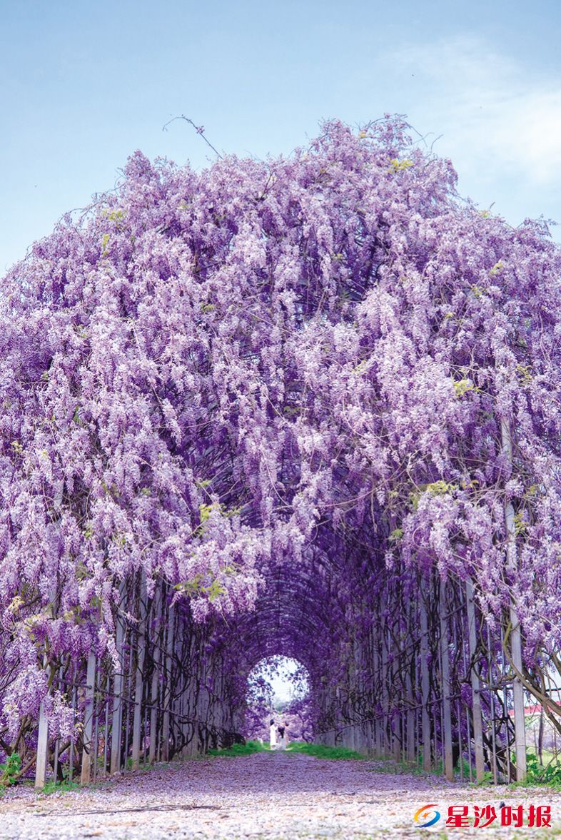　　图为120米长的“普罗旺斯紫藤廊道”，如梦幻时空通道。黄花镇供图
