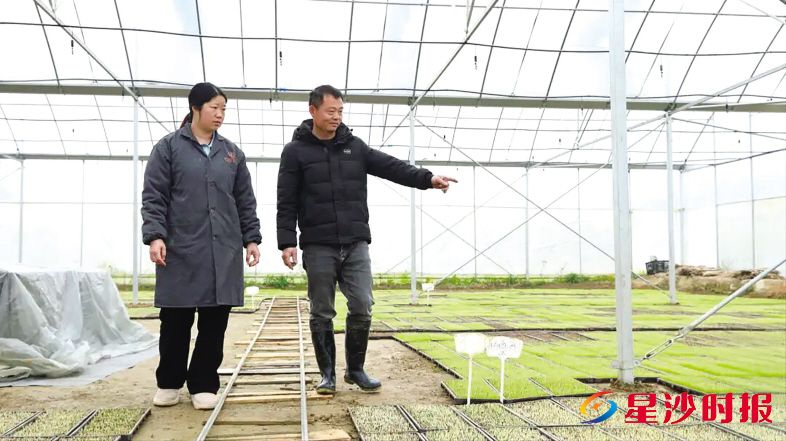 　　在长沙棠宇农业育秧大棚内，连片秧苗绿意盎然、长势规整。福临镇供图