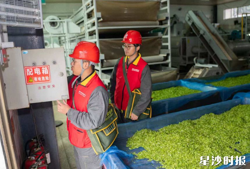电雷锋在金井茶厂。国网长沙县供电公司供图