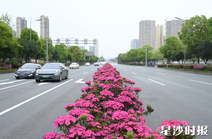 星沙繁花漫道。长沙县城管局供图