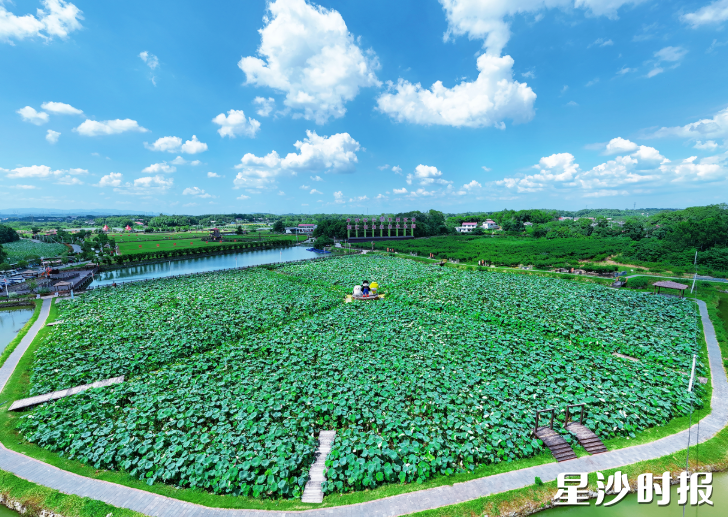 同汇长龙生态欢乐园百亩荷塘碧叶连天,荷塘边搭建了多处创意打卡点,赏景拍照两相宜。章帝 摄 同汇长龙生态欢乐园百亩荷塘碧叶连天,荷塘边搭建了多处创意打卡点,赏景拍照两相宜。章帝 摄