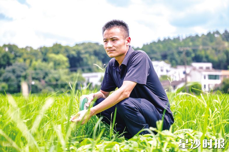 黄花镇拆迁三室负责人王江蹲在一片杂草丛生的田埂上，顶着烈日仔细核对着一处地块的边界。王贯宇 摄
