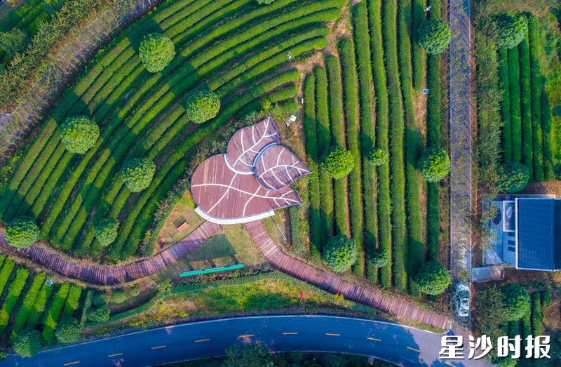 湘丰茶业庄园。 湘丰茶业庄园。