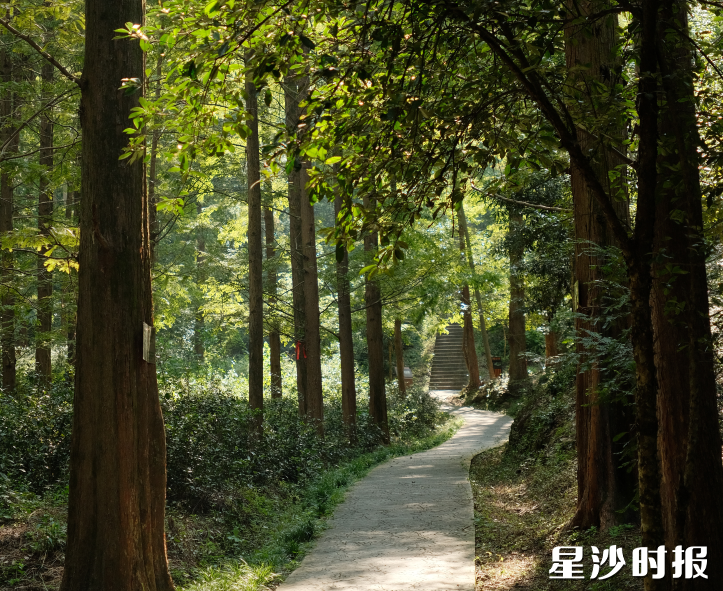 大山冲森林公园林木幽深，溪涧清澈，宛若现实版绿野仙踪。满目绿意扑面而来，是亲近自然、森林休闲的好去处。